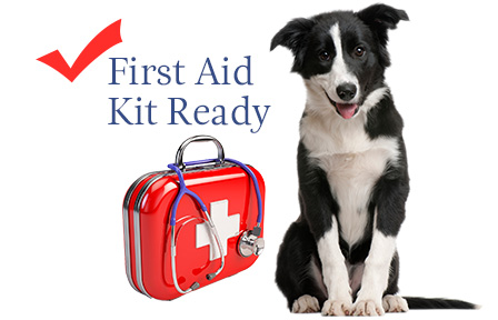 firstaid - The Lucy Pet Foundation